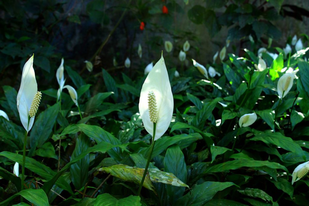 peace-lily-830968_1280