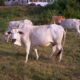 cow11