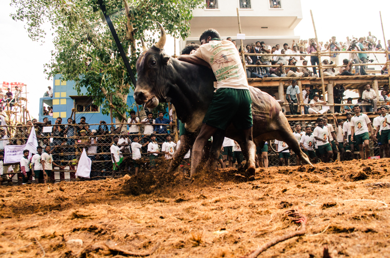 Jallikattu, Tamil Nadu, Bull, Sport