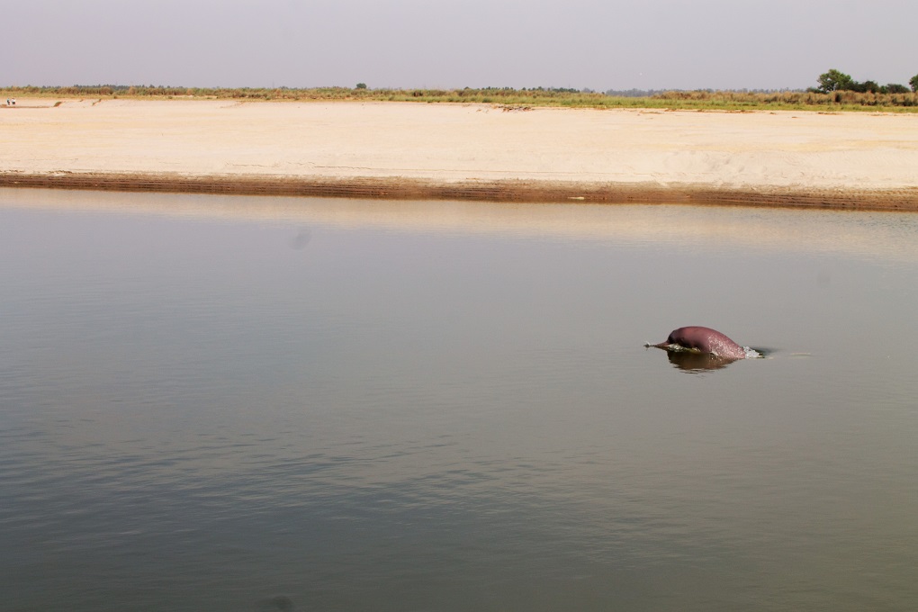 Indus-River-Dolphin-in-Dhunda_WWF-India