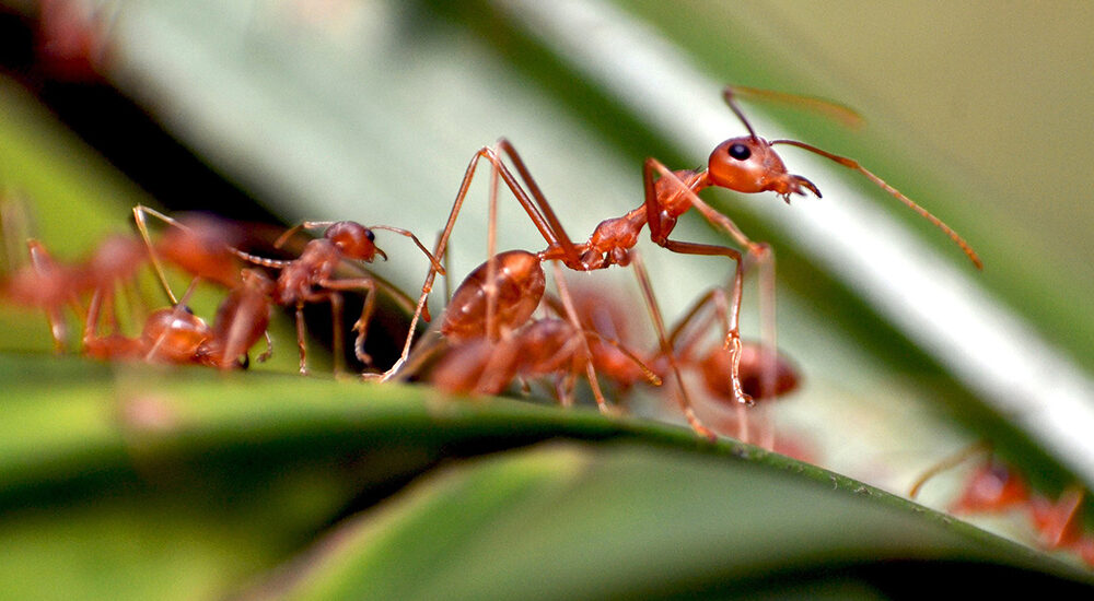 Ants-01